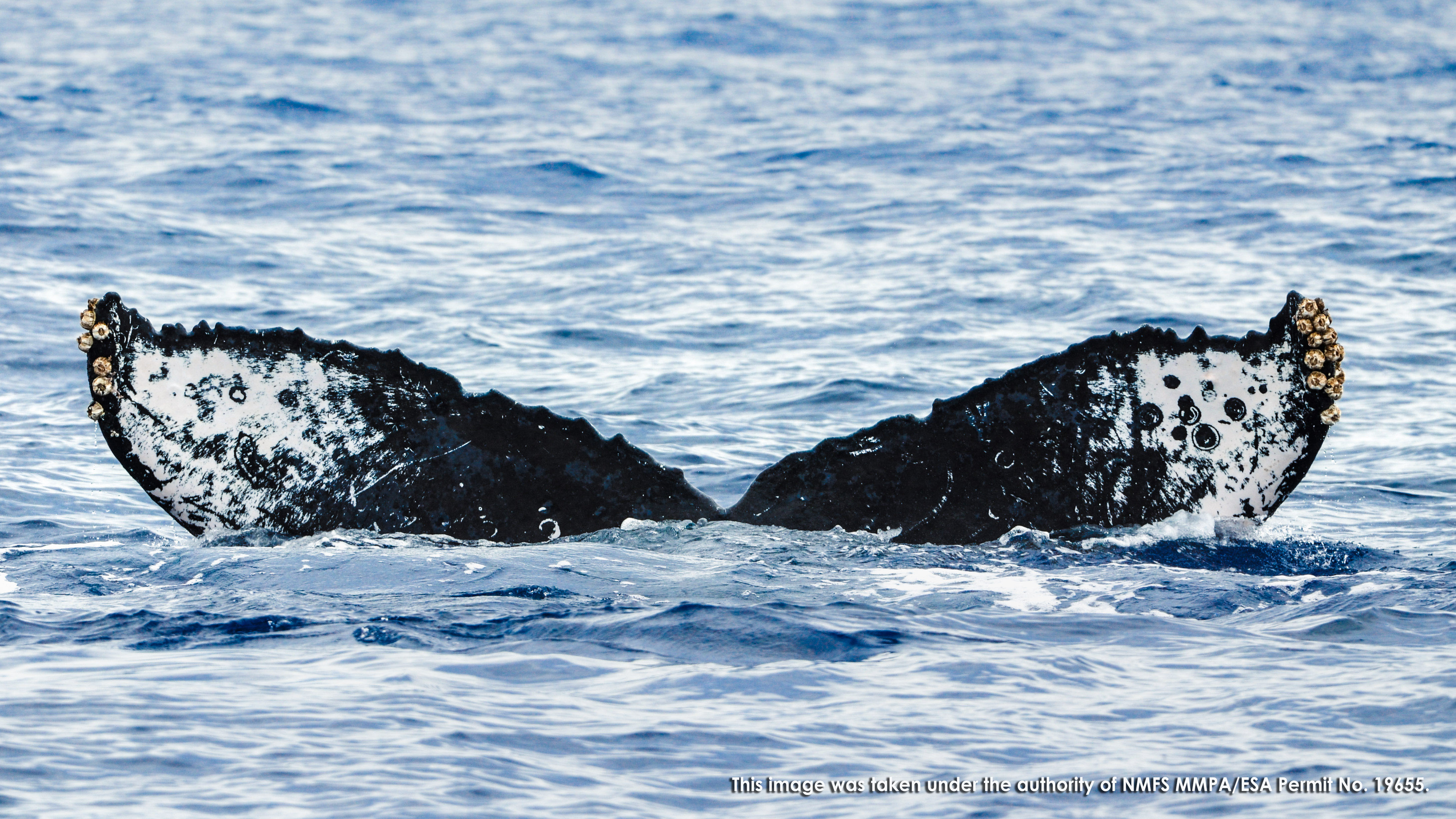 Discover the elaborate, haunting breeding songs of humpback whales